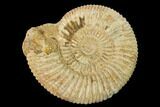 Jurassic Ammonite (Perisphinctes) Fossil - Madagascar #152777-1